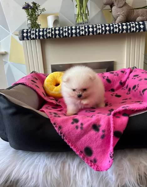 cucciolo di Pomerania toy per adozione | Foto 1