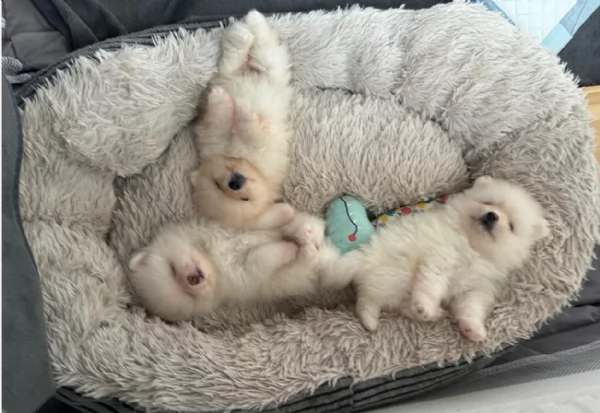 cucciolo di Pomerania toy per adozione | Foto 4