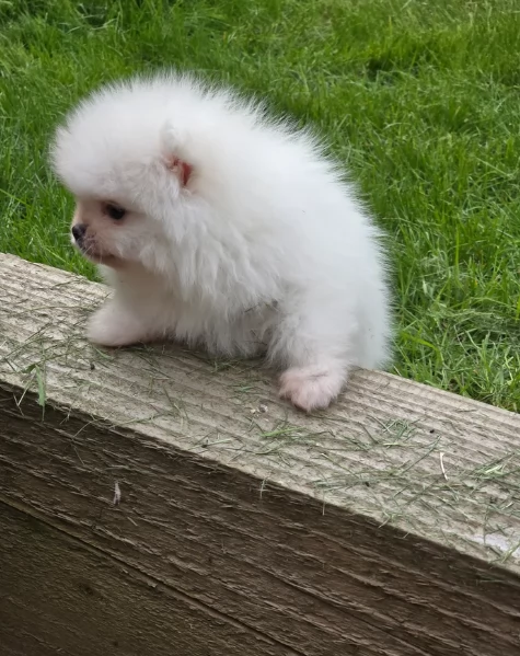 cucciolo di Pomerania toy per adozione
