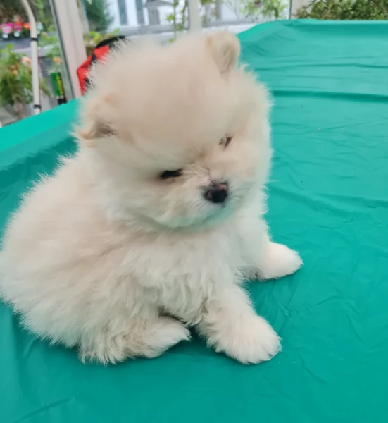 cucciolo di Pomerania toy per adozione | Foto 2