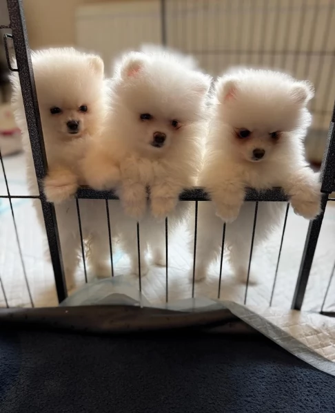 cucciolo di Pomerania toy per adozione | Foto 1
