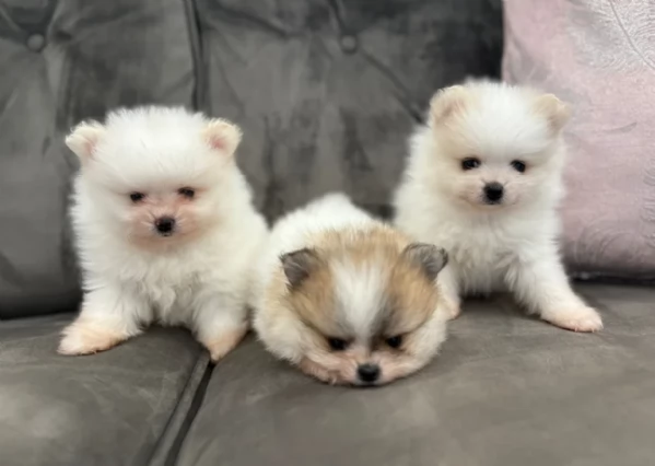 cucciolo di Pomerania toy per adozione | Foto 5