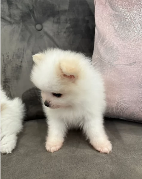 cucciolo di Pomerania toy per adozione | Foto 0