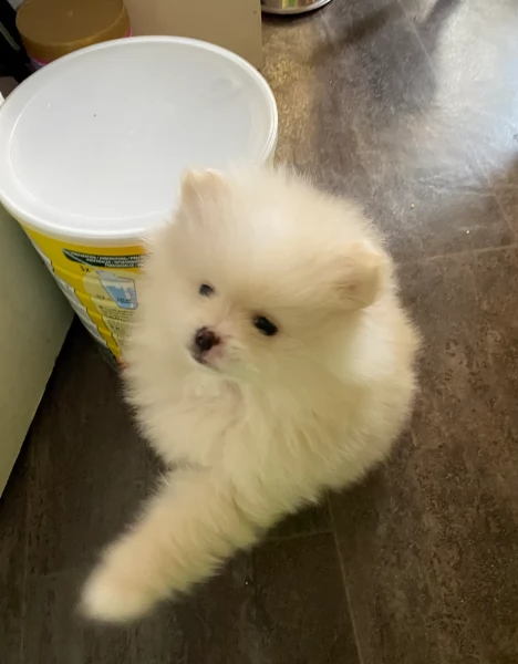 cucciolo di Pomerania toy per adozione | Foto 2