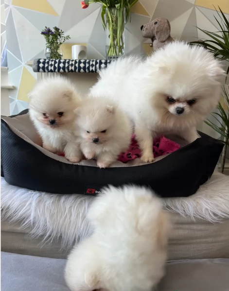cucciolo di Pomerania toy per adozione | Foto 3