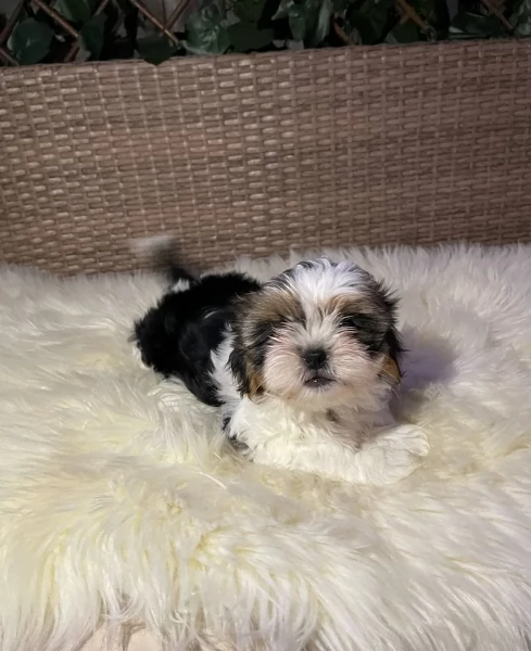 cucciolo di Shitzu toy per adozione | Foto 6