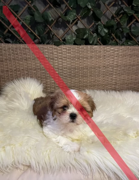 cucciolo di Shitzu toy per adozione | Foto 5