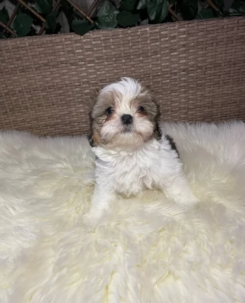 cucciolo di Shitzu toy per adozione | Foto 2