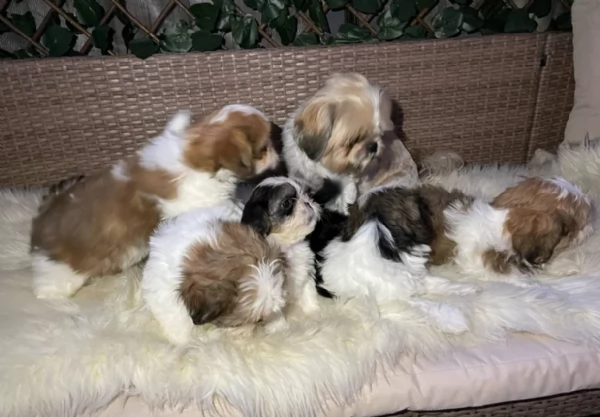 cucciolo di Shitzu toy per adozione | Foto 1