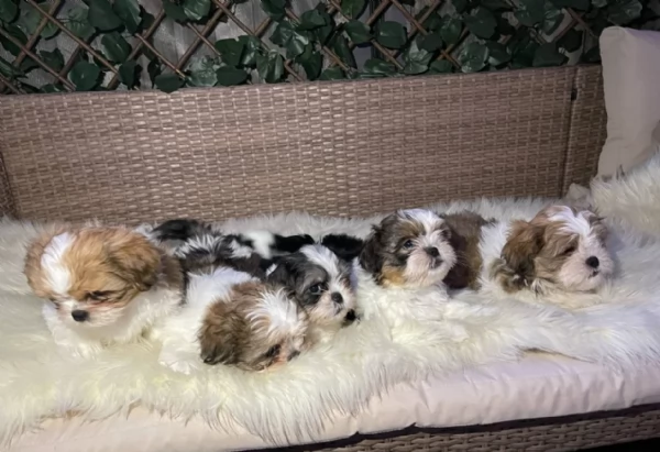 cucciolo di Shitzu toy per adozione | Foto 0