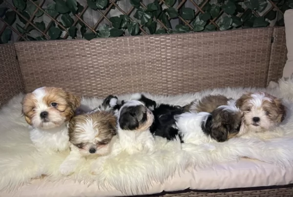 cucciolo di Shitzu toy per adozione | Foto 5