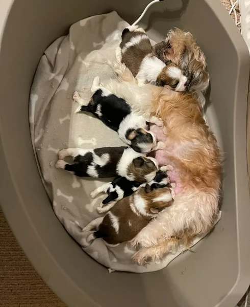 cucciolo di Shitzu toy per adozione | Foto 5
