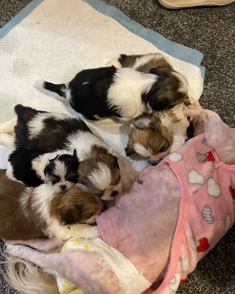 cucciolo di Shitzu toy per adozione | Foto 4