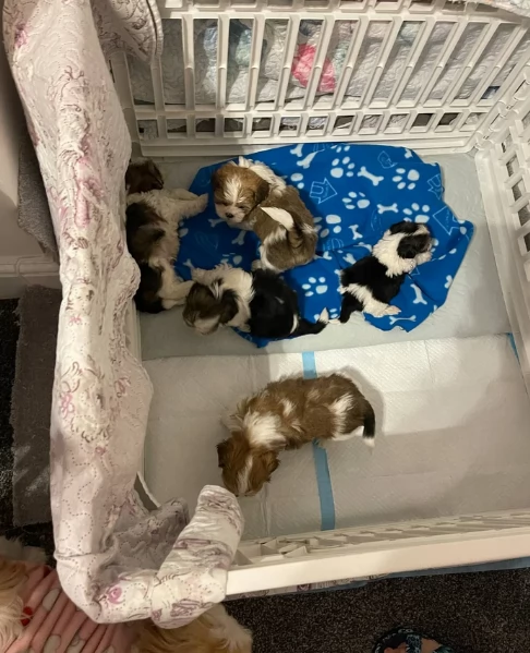 cucciolo di Shitzu toy per adozione | Foto 1