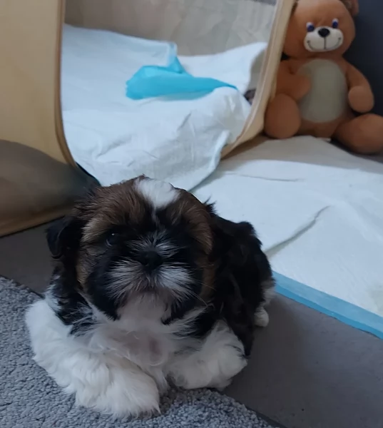 cucciolo di Shitzu toy per adozione | Foto 5