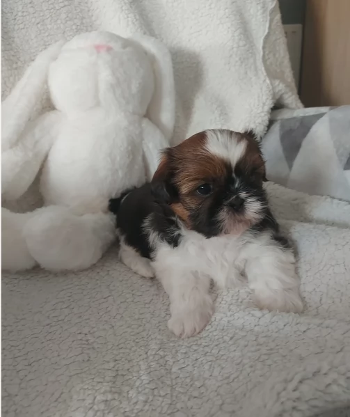 cucciolo di Shitzu toy per adozione | Foto 4