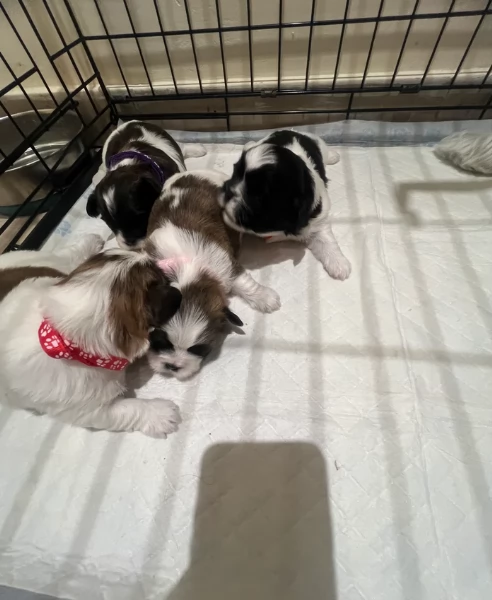 cucciolo di Shitzu toy per adozione
