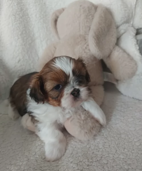 cucciolo di Shitzu toy per adozione | Foto 1