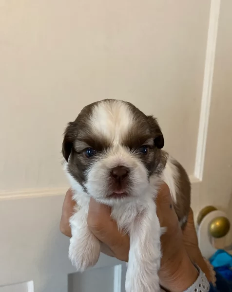 cucciolo di Shitzu toy per adozione | Foto 0