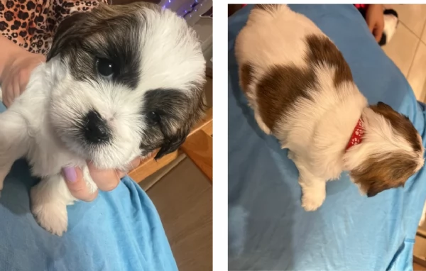 cucciolo di Shitzu toy per adozione | Foto 2