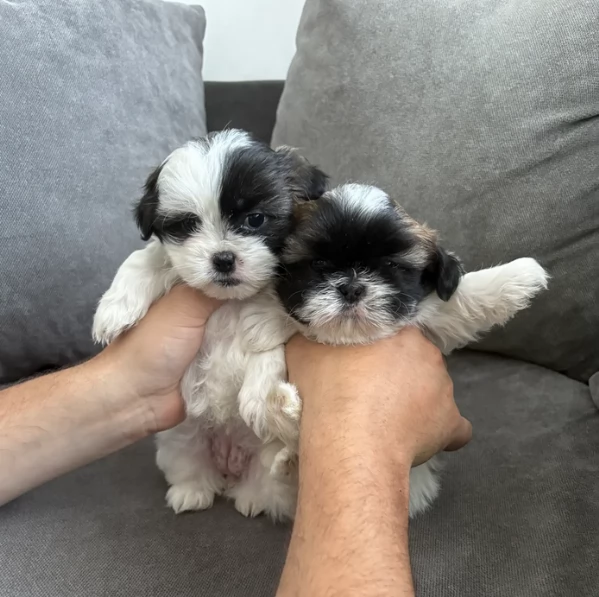 cucciolo di Shitzu toy per adozione | Foto 6