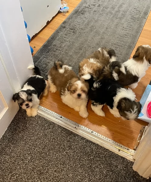 cucciolo di Shitzu toy per adozione | Foto 5