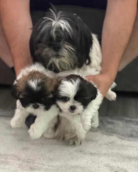 cucciolo di Shitzu toy per adozione | Foto 4