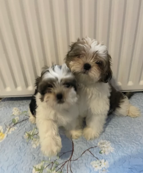cucciolo di Shitzu toy per adozione | Foto 1