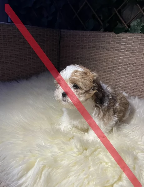 cucciolo di Shitzu toy per adozione | Foto 0