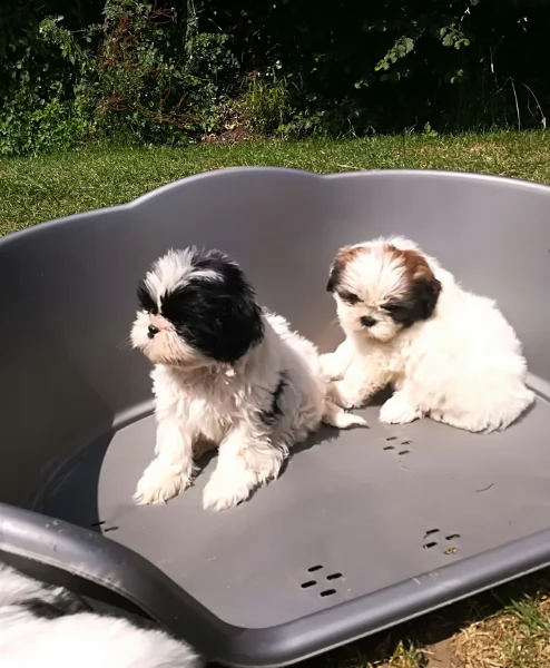 cucciolo di Shitzu toy per adozione | Foto 3