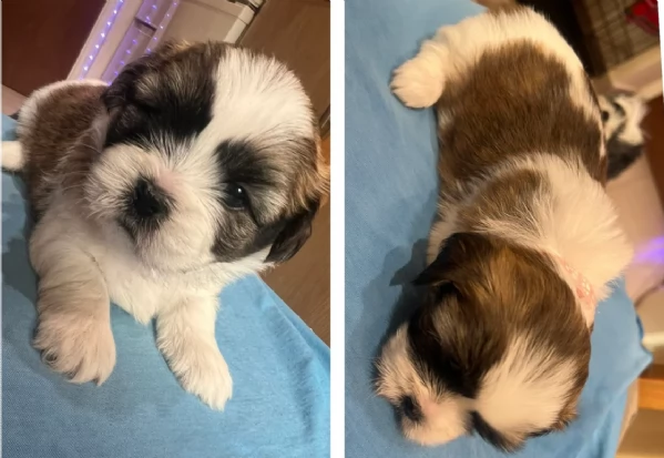 cucciolo di Shitzu toy per adozione | Foto 1