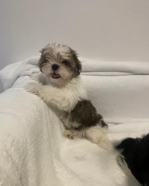 cucciolo di Shitzu toy per adozione | Foto 1
