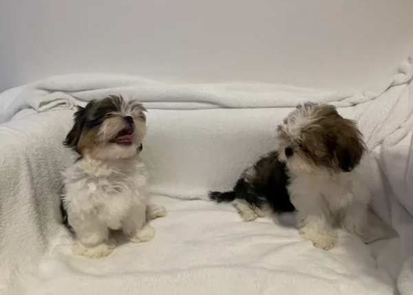 cucciolo di Shitzu toy per adozione | Foto 2