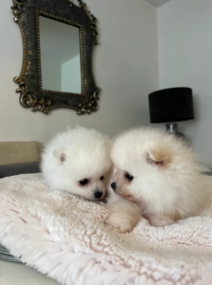 piccolissima cuccioli di pomerania per ladozione | Foto 5