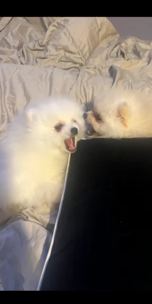 piccolissima cuccioli di pomerania per ladozione | Foto 0