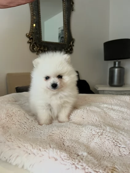 piccolissima cuccioli di pomerania per ladozione | Foto 5