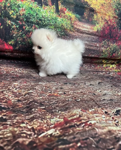 piccolissima cuccioli di pomerania per ladozione | Foto 6
