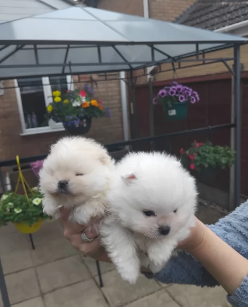 piccolissima cuccioli di pomerania per ladozione | Foto 4