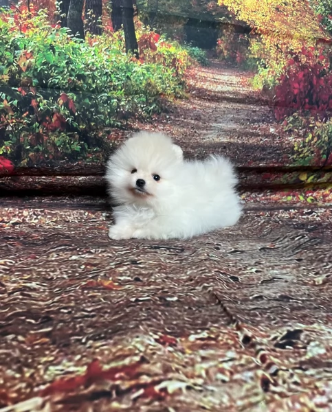 piccolissima cuccioli di pomerania per ladozione | Foto 0