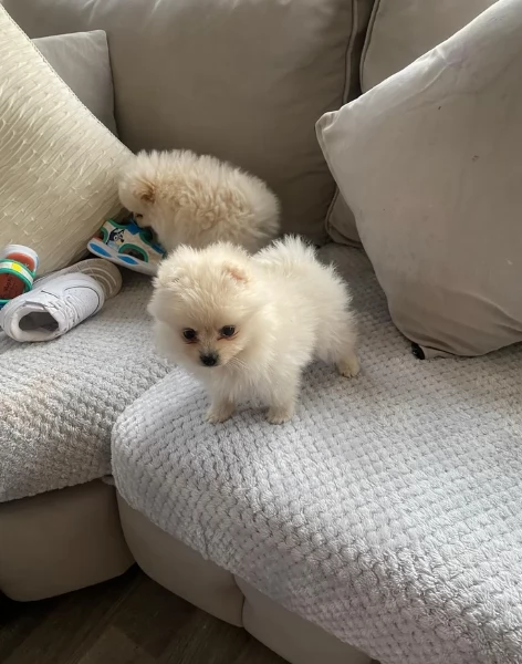 piccolissima cuccioli di pomerania per ladozione | Foto 0