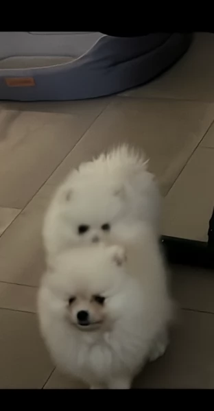 piccolissima cuccioli di pomerania per ladozione | Foto 6
