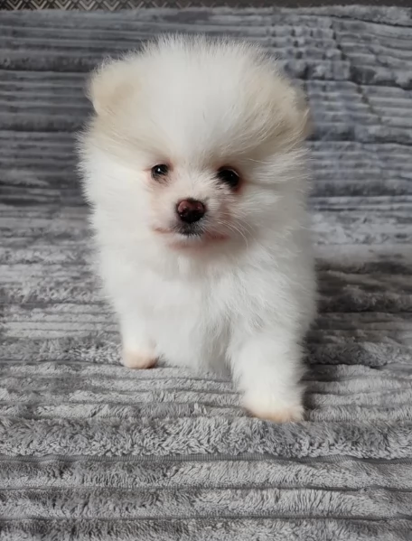 piccolissima cuccioli di pomerania per ladozione