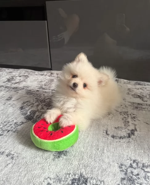 piccolissima cuccioli di pomerania per ladozione | Foto 5