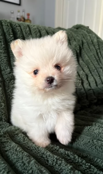 piccolissima cuccioli di pomerania per ladozione | Foto 4
