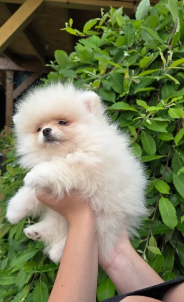 piccolissima cuccioli di pomerania per ladozione | Foto 3