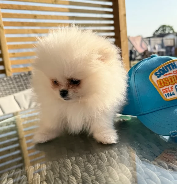 piccolissima cuccioli di pomerania per ladozione | Foto 1