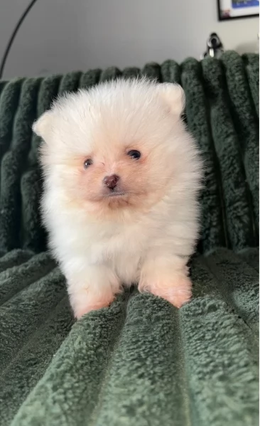 piccolissima cuccioli di pomerania per ladozione | Foto 0