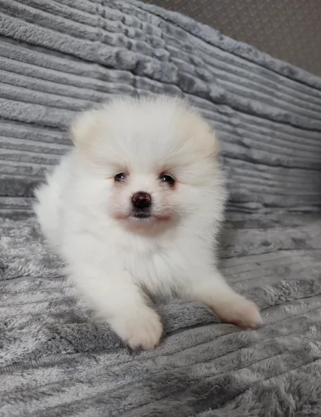 piccolissima cuccioli di pomerania per ladozione | Foto 2