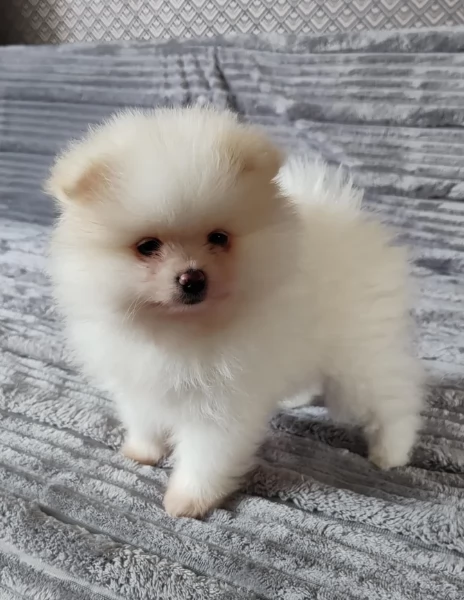 piccolissima cuccioli di pomerania per ladozione | Foto 1