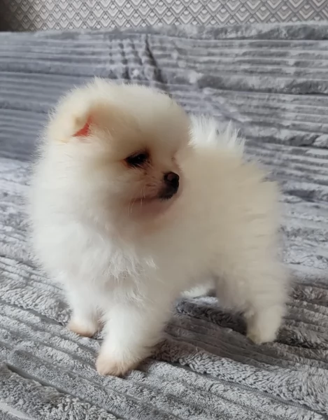 piccolissima cuccioli di pomerania per ladozione